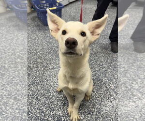 Mutt Dogs for adoption in Bemidji, MN, USA