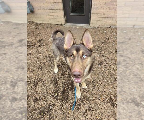 Medium Photo #1 German Shepherd Dog-Siberian Husky Mix Puppy For Sale in London, Ontario, Canada