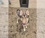 Small German Shepherd Dog-Siberian Husky Mix