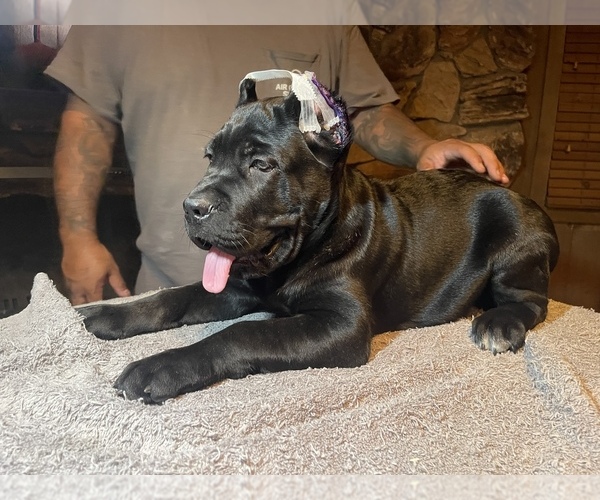 View Ad Cane Corso Puppy for Sale near California, RIVERSIDE, USA. ADN