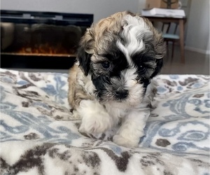 puppy finder websites