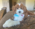 Small Photo #1 Aussiedoodle-Goldendoodle Mix Puppy For Sale in GRANDVIEW, TX, USA
