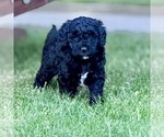 Puppy Baxter Goldendoodle-Miniature Bernedoodle Mix