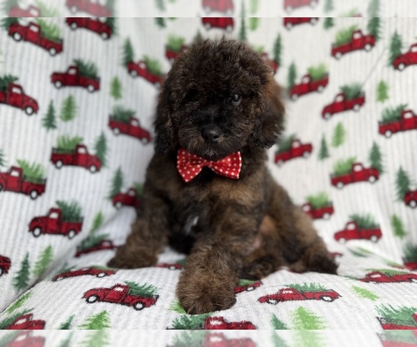 Medium Photo #4 Cockapoo (Miniature) Puppy For Sale in LAKELAND, FL, USA