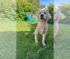 Golden Retriever Puppy for sale in SOUTH HILL, WA, USA