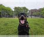 Small #4 Rottweiler