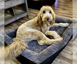 Mother of the Goldendoodle puppies born on 05/31/2025
