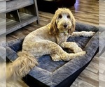 Small Photo #1 Goldendoodle Puppy For Sale in MURFREESBORO, TN, USA