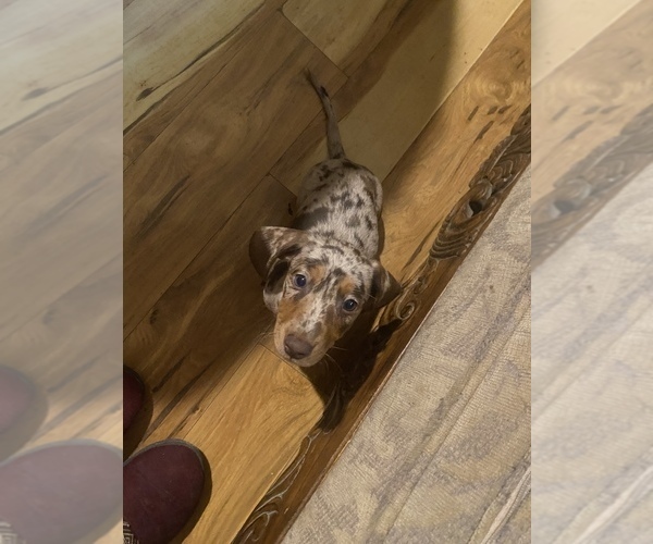 Medium Photo #4 Dachshund Puppy For Sale in DENHAM SPRINGS, LA, USA