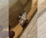 Small #3 Dachshund