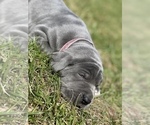 Small Photo #22 Great Dane Puppy For Sale in PINNACLE, NC, USA