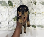 Small Photo #12 Rottweiler Puppy For Sale in FORT WORTH, TX, USA