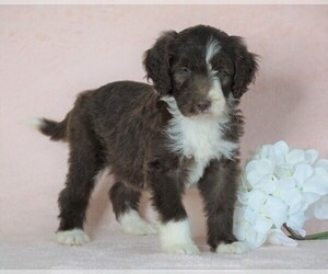 Aussiedoodle Puppy for sale in FREDERICKSBG, OH, USA