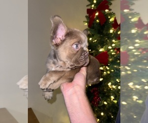 French Bulldog Puppy for sale in SAN DIEGO, CA, USA
