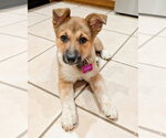 Small #7 German Shepherd Dog Mix