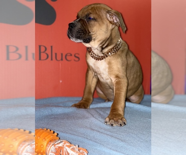 Medium Photo #23 American Pit Bull Terrier Puppy For Sale in TRENTON, NJ, USA