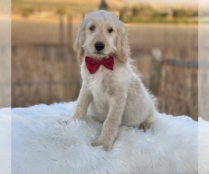 Goldendoodle Puppy for sale in PORTERVILLE, CA, USA