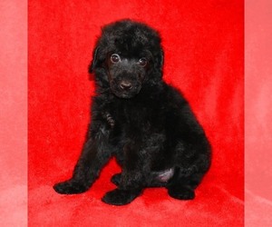 Poodle (Standard) Puppy for sale in ASPERMONT, TX, USA