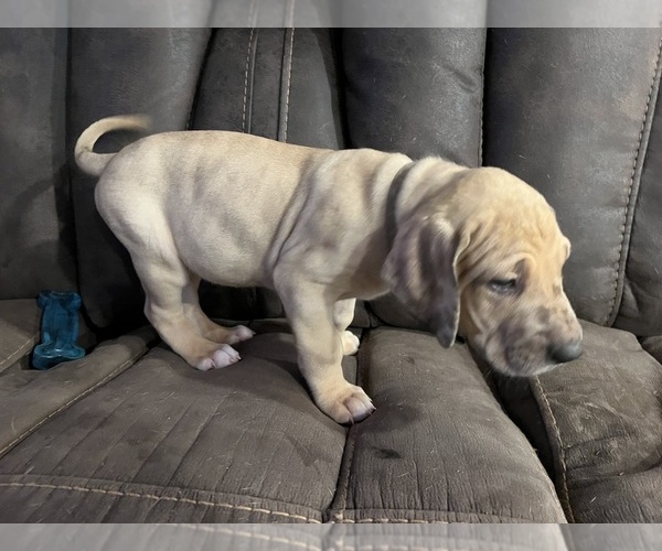 Medium Photo #6 Great Dane Puppy For Sale in SHARPSVILLE, IN, USA