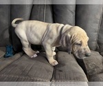 Small Photo #6 Great Dane Puppy For Sale in SHARPSVILLE, IN, USA