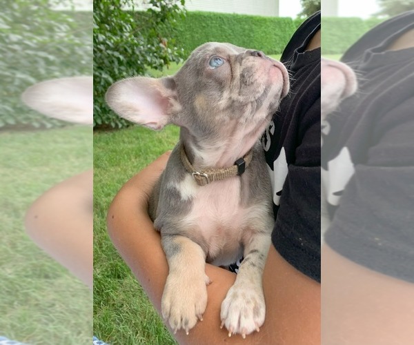Medium Photo #24 French Bulldog Puppy For Sale in BREMEN, IN, USA