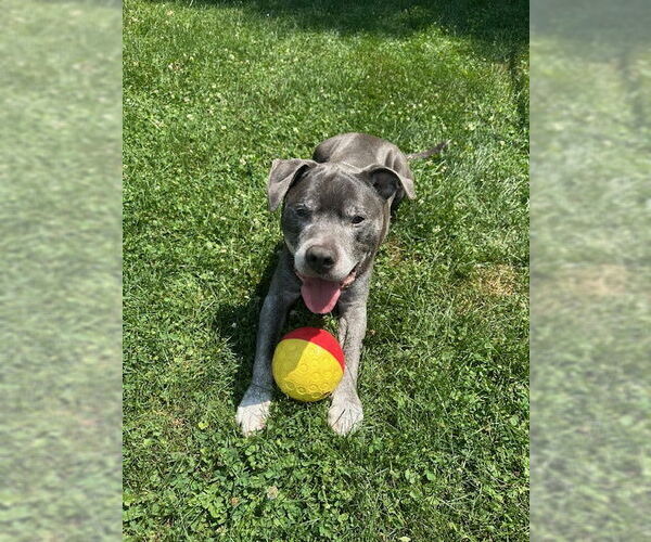 Medium Photo #9 Staffordshire Bull Terrier-Unknown Mix Puppy For Sale in Crete, IL, USA