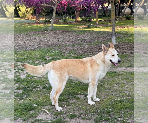 Medium Photo #4 Huskies -Unknown Mix Puppy For Sale in Lake Elsinore, CA, USA