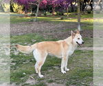Small #3 Huskies  Mix