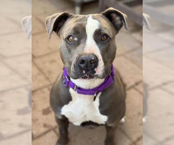 Medium Photo #1 American Pit Bull Terrier Puppy For Sale in Santa Maria, CA, USA