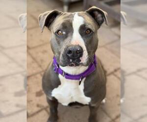 American Pit Bull Terrier Dogs for adoption in Santa Maria, CA, USA