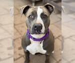 Small American Pit Bull Terrier