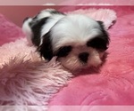 Puppy BB Shih Tzu