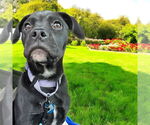 Small American Pit Bull Terrier-Labrador Retriever Mix