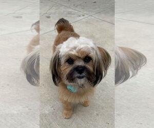 Maltese-Unknown Mix Dogs for adoption in Lake Elsinore, CA, USA