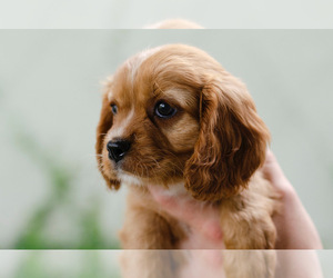 Cavapoo Puppy for sale in OAKLAND, FL, USA