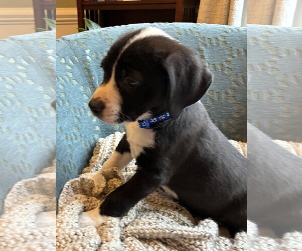 Medium Photo #3 Labrador Retriever-Unknown Mix Puppy For Sale in Holly Springs, NC, USA