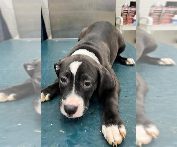 Medium Photo #1 Labrador Retriever-Unknown Mix Puppy For Sale in Mobile, AL, USA