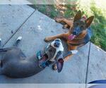 Small #2 American Pit Bull Terrier Mix