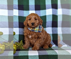 Goldendoodle (Miniature) Puppy for sale in OXFORD, PA, USA