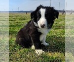 Small Photo #271 Border Collie Puppy For Sale in NORBORNE, MO, USA