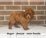 Small #1 Poodle (Miniature)