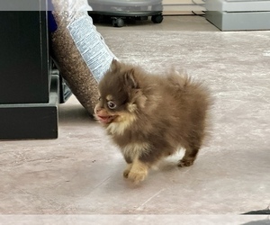 Pomeranian Puppy for sale in CASSVILLE, MO, USA