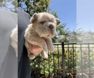 French Bulldog Puppy for Sale in SAN DIEGO, California USA
