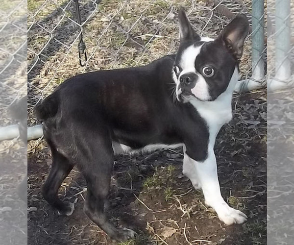 Medium Photo #1 Boston Terrier Puppy For Sale in BEND, OR, USA