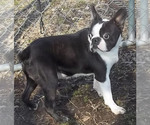 Small Photo #1 Boston Terrier Puppy For Sale in BEND, OR, USA