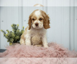 Small #2 Cocker Spaniel