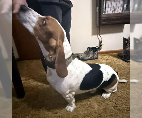 Medium Photo #2 Bagle Hound Puppy For Sale in Deepwater, NJ, USA