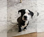 Small #1 American Pit Bull Terrier-Labrador Retriever Mix
