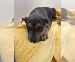 Labrador Retriever Dogs for adoption in Rosenberg, TX, USA