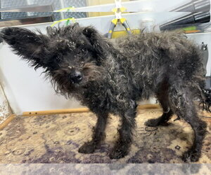 Minnie - Female Mutt Dog for Adoption - Photo #3